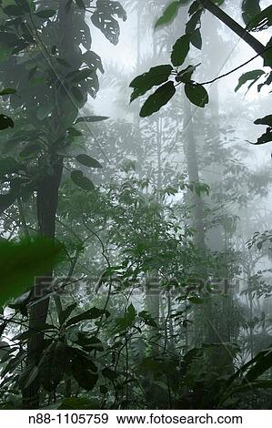 Cloudy Forest, Henri Pittier National Park, Aragua, Venezuela, South America View Large Photo Image Stock Photo - Cloudy Forest, Henri Pittier National Park, Aragua, Venezuela, South America. Fotosearch