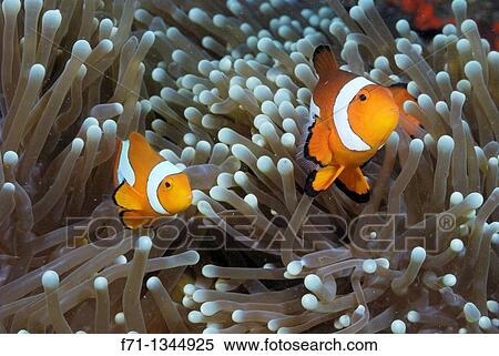 Clown anemonefish Amphiprion percula Lembeh Strait, Celebes Sea, North Sulawesi, Indonesia View Large Photo Image Stock Photography - Clown anemonefish Amphiprion percula Lembeh Strait, Celebes Sea, North Sulawesi, Indonesia. Fotosearch