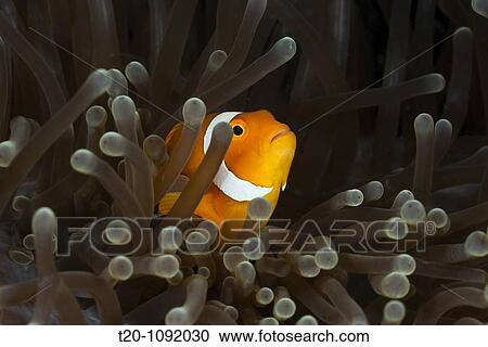 Clown Anemonefish, Amphiprion ocellaris, Raja Ampat, West Papua, Indonesia View Large Photo Image Stock Image - Clown Anemonefish, Amphiprion ocellaris, Raja Ampat, West Papua, Indonesia. Fotosearch