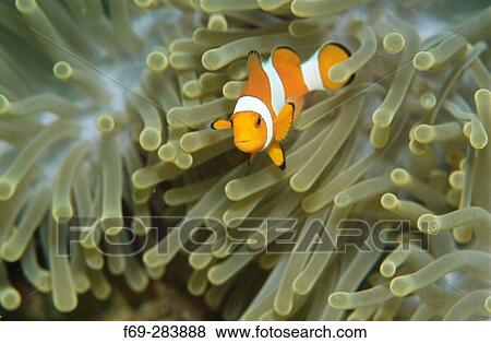 Clownfish (Amphiprion ocellaris) in Sea Anemone. Komodo National Park. Flores island, Indonesia View Large Photo Image Stock Photo - Clownfish (Amphiprion ocellaris) in Sea Anemone. Komodo National Park. Flores island, Indonesia. Fotosearch