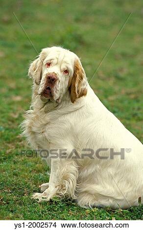 Picture - Clumber Spaniel Dog sitting on Grass.. Fotosearch