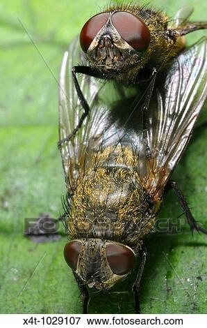 Cluster flies mating showing the structure of their compound eyes View Large Photo Image Stock Photo - Cluster flies mating showing the structure of their compound eyes. Fotosearch