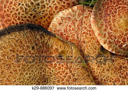 Cluster of Dryad's Saddle mushrooms Polyporus squamosus View Large Photo Image Stock Photo - Cluster of Dryad's Saddle mushrooms Polyporus squamosus. Fotosearch