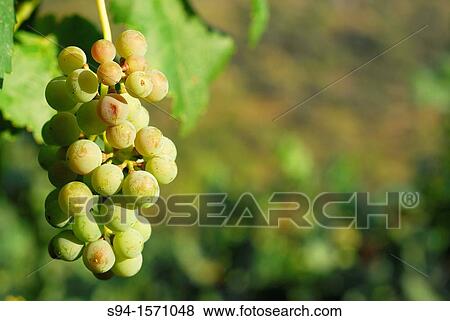 Cluster of white grapes in Valencia del Sil, Orense, Spain View Large Photo Image Stock Photo - Cluster of white grapes in Valencia del Sil, Orense, Spain. Fotosearch