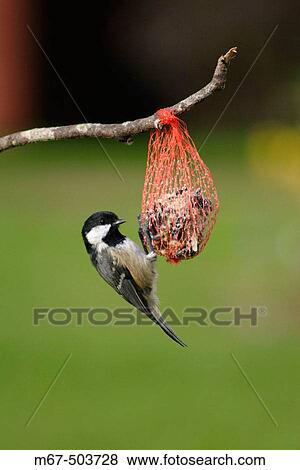 Stock Photo - Coal Tit (Parus ater) feeding on fat ball, Scotland, UK. Fotosearch