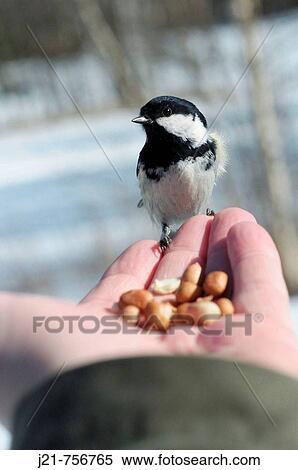 Coal tit (Parus ater) sitting on a hand ready to take a peanut. View Large Photo Image Stock Photography - Coal tit (Parus ater) sitting on a hand ready to take a peanut.. Fotosearch