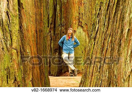 Coast Redwood Trunks Along Simpson Reed Trail Jedediah Smith