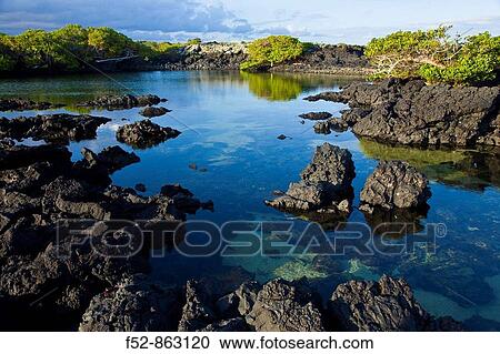 Coastal mangrove, Isabela Island, Galapagos Islands, Ecuador View Large Photo Image Stock Image - Coastal mangrove, Isabela Island, Galapagos Islands, Ecuador. Fotosearch