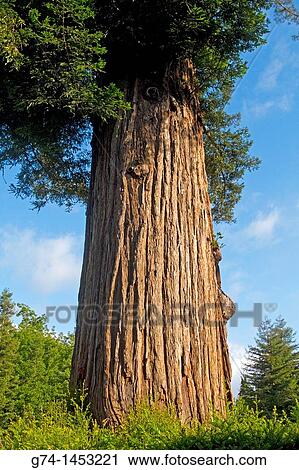 Coastal Redwood Tree, California, USA, Sequoia sempervirens View Large Photo Image Stock Image - Coastal Redwood Tree, California, USA, Sequoia sempervirens. Fotosearch