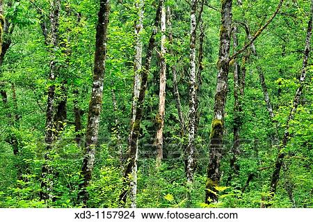 Coastal Temperate Rainforest, Minnekhada Regional Park, Coquitlam, British Columbia, Canada View Large Photo Image Picture - Coastal Temperate Rainforest, Minnekhada Regional Park, Coquitlam, British Columbia, Canada. Fotosearch