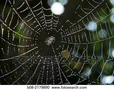 cobweb in a garden UK. View Large Photo Image Stock Image - cobweb in a garden UK.. Fotosearch