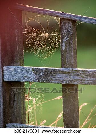 cobweb in a garden UK. View Large Photo Image Stock Image - cobweb in a garden UK.. Fotosearch