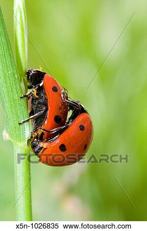 Coccinella septempunctata View Large Photo Image Stock Photography - Coccinella septempunctata. Fotosearch
