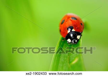 Stock Image - Coccinella septempunctata, the seven-spot ladybird or, in North America, seven-spotted ladybug or? C-7?, Crete. Fotosearch