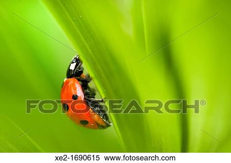 Stock Photography - Coccinella septempunctata, the seven-spot ladybird or, in North America, seven-spotted ladybug or? C-7?, Crete. Fotosearch