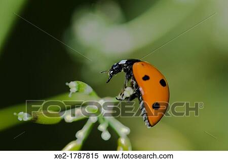 Stock Photography - Coccinella septempunctata, the seven-spot ladybird or, in North America, seven-spotted ladybug or? C-7?, Crete. Fotosearch