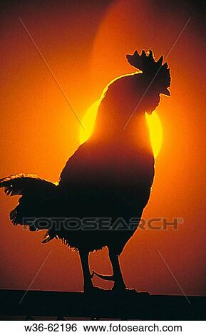 Cock View Large Photo Image Stock Photograph - Cock. Fotosearch