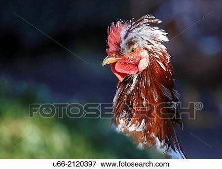 Stock Photo - Cock, Stockholm, Sweden. Fotosearch