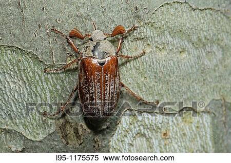 Cockchafer Melolontha melolontha at night, Spain View Large Photo Image Stock Photography - Cockchafer Melolontha melolontha at night, Spain. Fotosearch