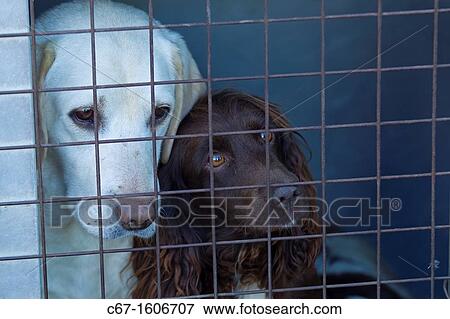 Cocker Spaniel and Labrador on pheasant shoot View Large Photo Image Stock Photo - Cocker Spaniel and Labrador on pheasant shoot. Fotosearch