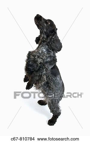 Cocker Spaniel Female Cutout View Large Photo Image Picture - Cocker Spaniel Female Cutout. Fotosearch