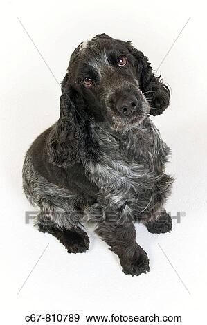 Cocker Spaniel Female Cutout View Large Photo Image Stock Photo - Cocker Spaniel Female Cutout. Fotosearch