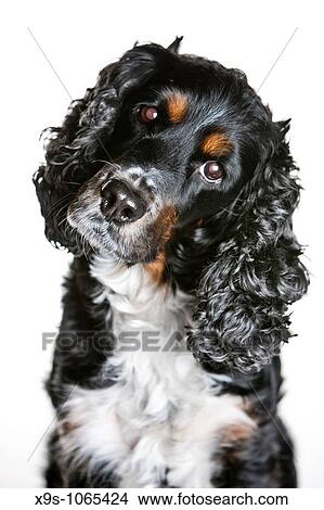 Cocker Spaniel View Large Photo Image Picture - Cocker Spaniel. Fotosearch