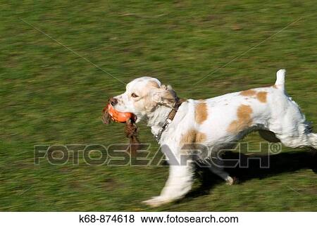 cocker spaniel running with ball View Large Photo Image Stock Photo - cocker spaniel running with ball. Fotosearch