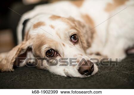 Stock Photo - cocker spaniel.. Fotosearch