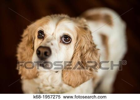 cocker spaniel. View Large Photo Image Stock Photography - cocker spaniel.. Fotosearch