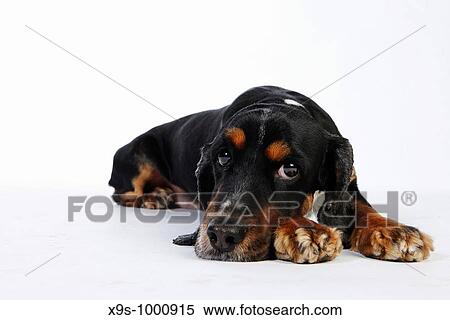 Stock Photography - Cocker spaniel. Fotosearch