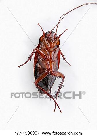Cockroach. Cockroaches (or simply? roaches? ) are insects of the order Blattodea. This name derives from the Latin word for? cockroach?, blatta, India View Large Photo Image Stock Photo - Cockroach. Cockroaches (or simply? roaches? ) are insects of the order Blattodea. This name derives from the Latin word for? cockroach?, blatta, India. Fotosearch