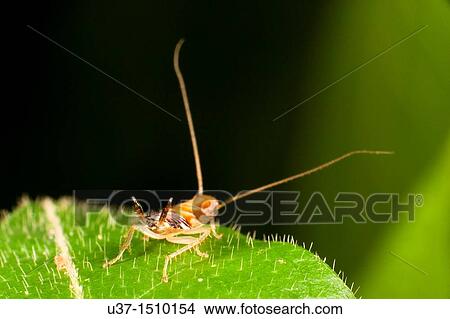 Cockroach View Large Photo Image Picture - Cockroach. Fotosearch