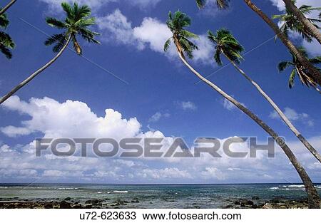 Coco Palm Trees, Taveuni, Fiji Islands, South Pacific View Large Photo Image Stock Image - Coco Palm Trees, Taveuni, Fiji Islands, South Pacific. Fotosearch