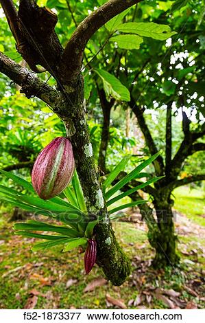 Cocoa farmland, Dolphin Bay, Bocas del Toro Archipelago, Bocas del Toro Province, Panama, Central America, America View Large Photo Image Stock Photo - Cocoa farmland, Dolphin Bay, Bocas del Toro Archipelago, Bocas del Toro Province, Panama, Central America, America. Fotosearch