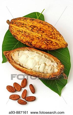 Stock Image - Cocoa fruit still life (Theobroma cacao). Fotosearch