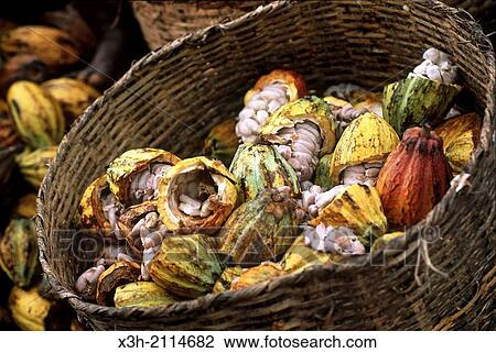 cocoa pods shucking in a plantation of Sao Tome Island, Republic of Sao Tome and Principe, Africa. View Large Photo Image Stock Image - cocoa pods shucking in a plantation of Sao Tome Island, Republic of Sao Tome and Principe, Africa.. Fotosearch
