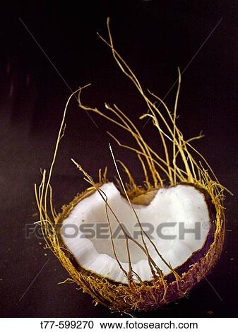 Stock Image - Coconut. Cocos nucifera, used in cooking and for oil. Pune, Maharashtra, India.. Fotosearch