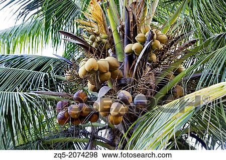 Coconut fruit, Andaman Island, India. View Large Photo Image Stock Photo - Coconut fruit, Andaman Island, India.. Fotosearch