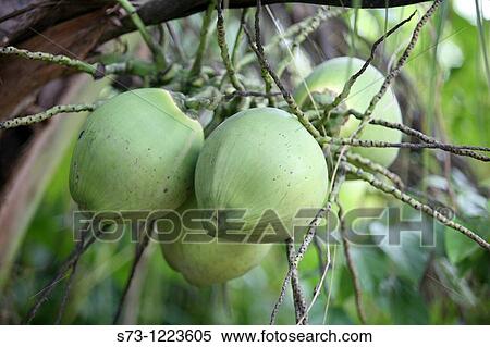 Stock Photography - Coconut (Lodoicea maldivica). My Duc, Vietnam. Fotosearch