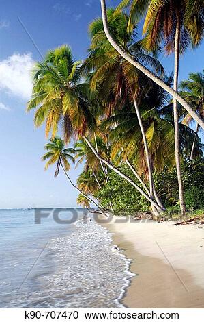 Stock Image - Coconut palm fringed beach at a sunny late afternoon at Pigeon Point, Tobago, Republic of Trinidad and Tobago, Americas. Fotosearch