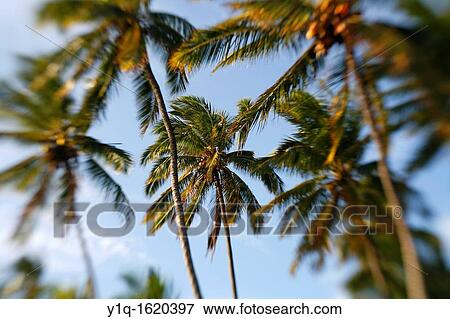 Coconut Palm tree, Hawaii View Large Photo Image Stock Photo - Coconut Palm tree, Hawaii. Fotosearch