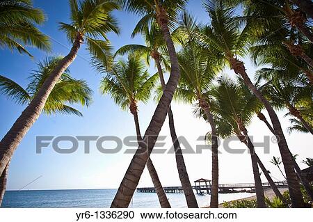 Stock Image - Coconut palms along the beach in Key West, Florida. Fotosearch