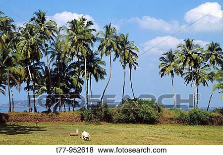 coconut palms at Miramar beach, Goa, India View Large Photo Image Stock Photo - coconut palms at Miramar beach, Goa, India. Fotosearch