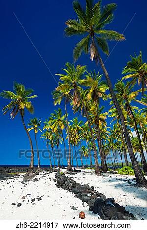 Stock Photo - Coconut palms at Pu'uhonua O Honaunau National Historic Park (City of Refuge), Kona Coast, Hawaii USA.. Fotosearch