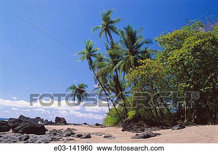 Coconut palms in San Josecito beach. Osa peninsula, Costa Rica View Large Photo Image Stock Image - Coconut palms in San Josecito beach. Osa peninsula, Costa Rica. Fotosearch