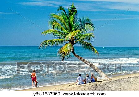 Coconut Tree on a Beach View Large Photo Image Stock Image - Coconut Tree on a Beach. Fotosearch