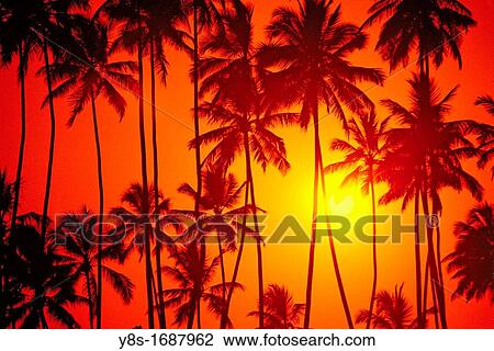 Coconut Trees in the Sunset View Large Photo Image Stock Image - Coconut Trees in the Sunset. Fotosearch
