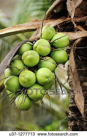 Coconut trees, Kuching, Sarawak, Malaysia View Large Photo Image Stock Image - Coconut trees, Kuching, Sarawak, Malaysia. Fotosearch