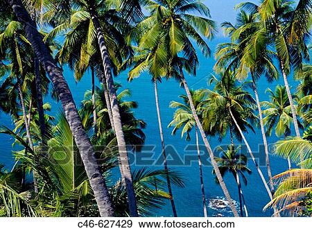 Coconut trees, South Goa. Goa. India View Large Photo Image Stock Photo - Coconut trees, South Goa. Goa. India. Fotosearch